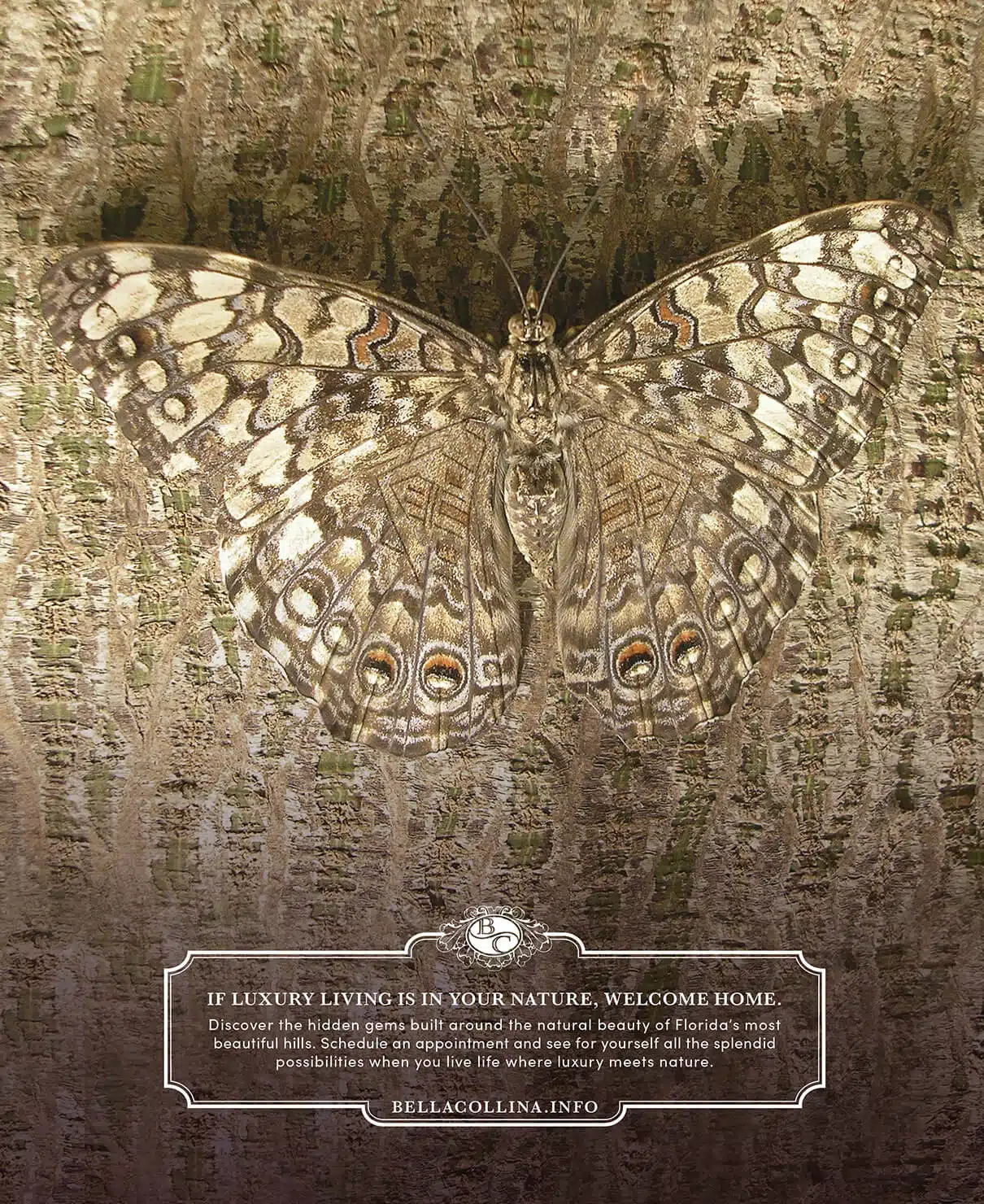 Camouflaged butterfly on tree bark.