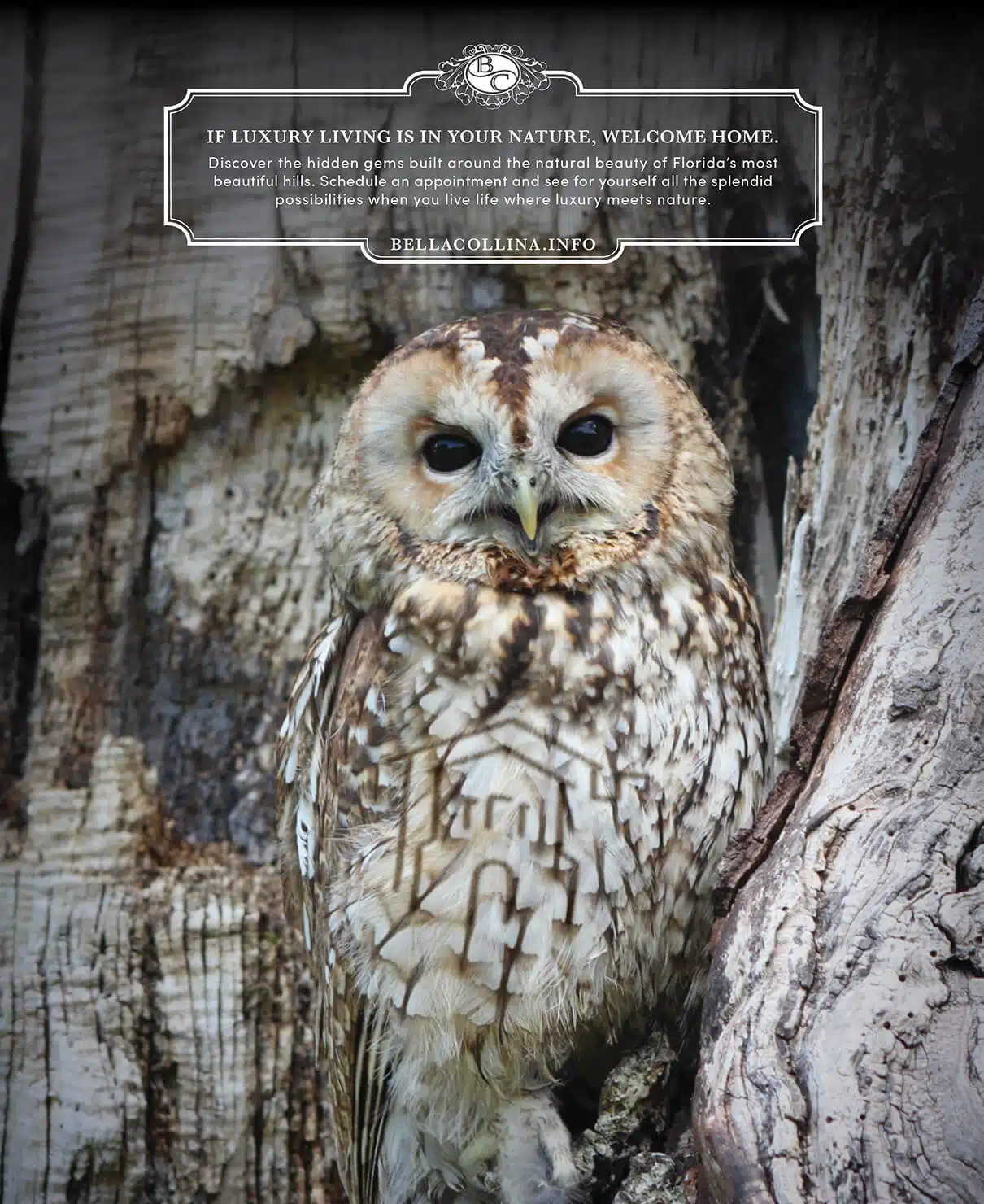 Owl on tree promoting Bella Collina luxury living.